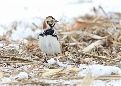 Lapland Longspur